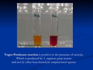 Voges - Proskauer reaction  is positive in the presence of acetoin, Which is produced by  S. anginosus group bacteria and not by other beta-hemolytic streptococcal species 