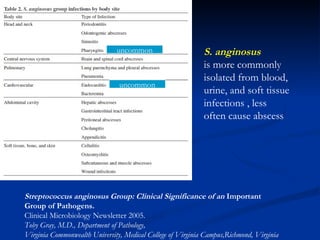 S. anginosus is more commonly isolated from blood, urine, and soft tissue infections , less often cause abscess Streptococcus anginosus Group: Clinical Significance of an  Important  Group of Pathogens.   Clinical Microbiology Newsletter 2005. Toby Gray, M.D., Department of Pathology,  Virginia Commonwealth University, Medical College of Virginia Campus,Richmond, Virginia uncommon uncommon 