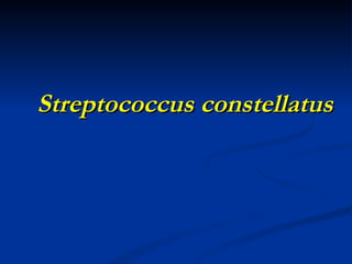 Streptococcus constellatus 