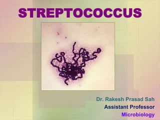 STREPTOCOCCUS
Dr. Rakesh Prasad Sah
Assistant Professor
Microbiology
 