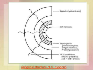 Antigenic structure of S. pyogens
 