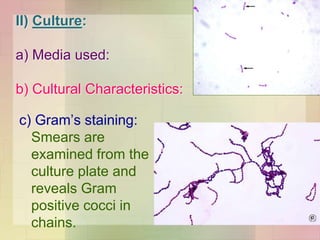 c) Gram’s staining:
Smears are
examined from the
culture plate and
reveals Gram
positive cocci in
chains.
II) Culture:
a) Media used:
b) Cultural Characteristics:
 