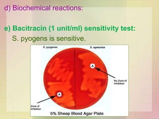 d) Biochemical reactions:
e) Bacitracin (1 unit/ml) sensitivity test:
S. pyogens is sensitive.
 
