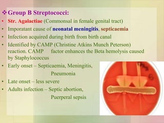 Group B Streptococci:
• Str. Agalactiae (Commonsal in female genital tract)
• Imporatant cause of neonatal meningitis, septicaemia
• Infection acquired during birth from birth canal
• Identified by CAMP (Christine Atkins Munch Peterson)
reaction. CAMP factor enhances the Beta hemolysis caused
by Staphylococcus
• Early onset – Septicaemia, Meningitis,
Pneumonia
• Late onset – less severe
• Adults infection – Septic abortion,
Puerperal sepsis
 