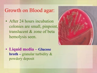 Growth on Blood agar:
• After 24 hours incubation
colonies are small, pinpoint,
translucent & zone of beta
hemolysis seen.
• Liquid media – Glucose
broth – granular turbidity &
powdery deposit
 