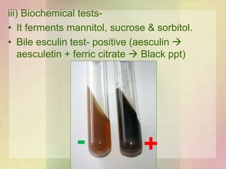 iii) Biochemical tests-
• It ferments mannitol, sucrose & sorbitol.
• Bile esculin test- positive (aesculin 
aesculetin + ferric citrate  Black ppt)
+-
 