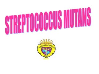 STREPTOCOCCUS MUTANS 
