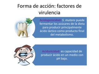 La colonización de bacterias comienza al nacer. 