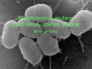 Streptococcus mutans: tooth decay, caries, plaque  By:Goua Vang   