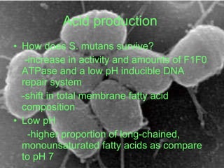 Acid production   <ul><li>How does S. mutans survive?  </li></ul><ul><li>-increase in activity and amounts of F1F0 ATPase ...