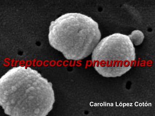 Streptococcus pneumoniae


             Carolina López Cotón
 