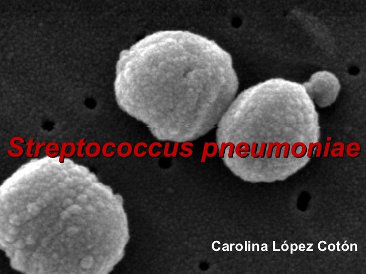 Streptococcus pneumoniae