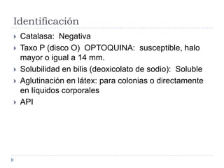 Identificación
   Catalasa: Negativa
   Taxo P (disco O) OPTOQUINA: susceptible, halo
    mayor o igual a 14 mm.
   Solubilidad en bilis (deoxicolato de sodio): Soluble
   Aglutinación en látex: para colonias o directamente
    en líquidos corporales
   API
 