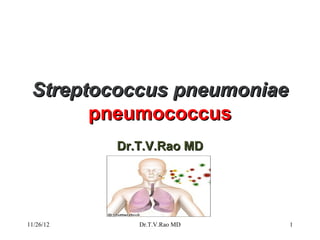 Streptococcus pneumoniae
       pneumococcus
           Dr.T.V.Rao MD




11/26/12      Dr.T.V.Rao MD   1
 