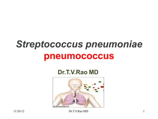 Streptococcus pneumoniae
pneumococcus
Dr.T.V.Rao MD
11/26/12 Dr.T.V.Rao MD 1
 
