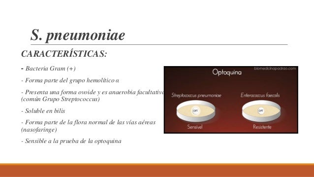 Streptococcus pneumoniae