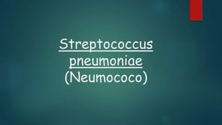 Streptococcus 
pneumoniae 
(Neumococo) 
 