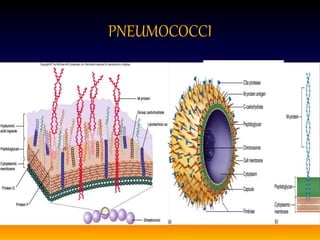 PNEUMOCOCCI
 