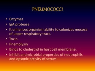 PNEUMOCOCCI
• Enzymes
• IgA protease
• It enhances organism ability to colonizes mucosa
of upper respiratory tract.
• Toxin
• Pnemolysin
• Binds to cholestrol in host cell membrane.
• Inhibit antimicrobial properties of neutrophils
and opsonic activity of serum.
 