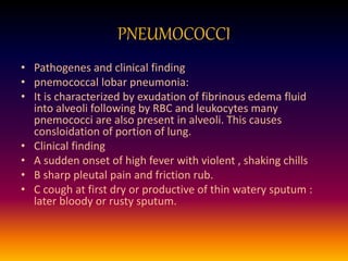 PNEUMOCOCCI
• Pathogenes and clinical finding
• pnemococcal lobar pneumonia:
• It is characterized by exudation of fibrinous edema fluid
into alveoli following by RBC and leukocytes many
pnemococci are also present in alveoli. This causes
consloidation of portion of lung.
• Clinical finding
• A sudden onset of high fever with violent , shaking chills
• B sharp pleutal pain and friction rub.
• C cough at first dry or productive of thin watery sputum :
later bloody or rusty sputum.
 