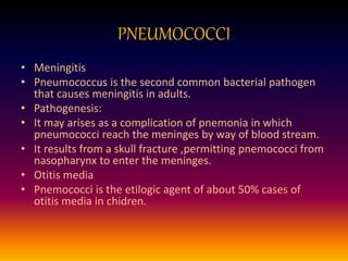 PNEUMOCOCCI
• Meningitis
• Pneumococcus is the second common bacterial pathogen
that causes meningitis in adults.
• Pathogenesis:
• It may arises as a complication of pnemonia in which
pneumococci reach the meninges by way of blood stream.
• It results from a skull fracture ,permitting pnemococci from
nasopharynx to enter the meninges.
• Otitis media
• Pnemococci is the etilogic agent of about 50% cases of
otitis media in chidren.
 