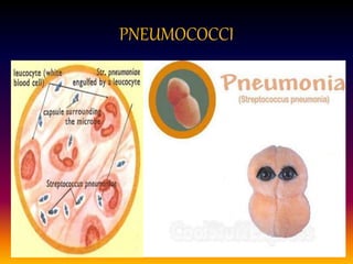 PNEUMOCOCCI
 