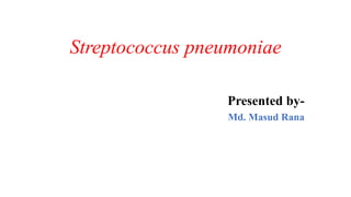 Streptococcus pneumoniae
Presented by-
Md. Masud Rana
 