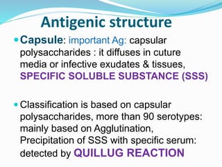 Antigenic structure
Capsule: important Ag: capsular
polysaccharides : it diffuses in cuture
media or infective exudates & tissues,
SPECIFIC SOLUBLE SUBSTANCE (SSS)
 Classification is based on capsular
polysaccharides, more than 90 serotypes:
mainly based on Agglutination,
Precipitation of SSS with specific serum:
detected by QUILLUG REACTION
 