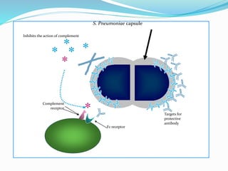 *
* ** *
*
Inhibits the action of complement
Complement
receptor
Fc receptor
S. Pneumoniae capsule
Targets for
protective
antibody
 