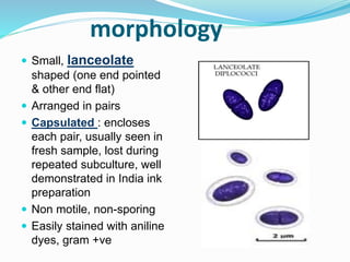 morphology
 Small, lanceolate
shaped (one end pointed
& other end flat)
 Arranged in pairs
 Capsulated : encloses
each pair, usually seen in
fresh sample, lost during
repeated subculture, well
demonstrated in India ink
preparation
 Non motile, non-sporing
 Easily stained with aniline
dyes, gram +ve
 