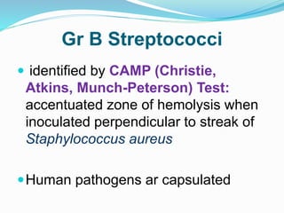 Gr B Streptococci
 identified by CAMP (Christie,
Atkins, Munch-Peterson) Test:
accentuated zone of hemolysis when
inoculated perpendicular to streak of
Staphylococcus aureus
Human pathogens ar capsulated
 