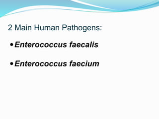 2 Main Human Pathogens:
Enterococcus faecalis
Enterococcus faecium
 