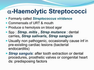 -Haemolytic Streptococci
 Formarly called Streptococcus viridance
 Commensals of URT & mouth
 Produce α hemolysis on blood agar
 Spp : Strep. mitis , Strep mutance : dental
carries, Strep salivaris, Strep sanguis
 Usually non pathogenic, occasionally cause inf in
pre-existing cardiac lesions (bacterial
endocarditis)
 Strep sanguis: after tooth extraction or dental
procedures, prosthetic valves or congenital heart
ds: predisposing factors
 