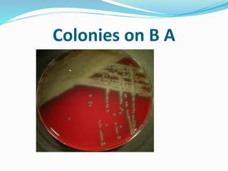 Colonies on B A
 
