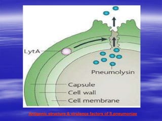 Antigenic structure & virulence factors of S.pneumoniae
 
