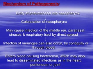 Mechanism of Pathogenesis:
Entry of pneumococci into nasopharynx
Colonization of nasopharynx
May cause infection of the middle ear, paranasal
sinuses & respiratory tract by direct spread
Infection of meninges can also occur, by contiguity or
through blood
Enters blood causing bacteremia, which may also
lead to disseminated infections as in the heart,
peritoneum or joint
 