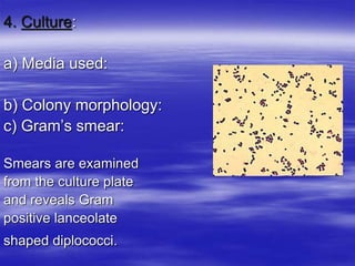 4. Culture:
a) Media used:
b) Colony morphology:
c) Gram’s smear:
Smears are examined
from the culture plate
and reveals Gram
positive lanceolate
shaped diplococci.
 