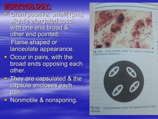 MORPHOLOGY:
 Gram positive, small(1μm),
slightly elongated cocci,
with one end broad &
other end pointed:
Flame shaped or
lanceolate appearance.
 Occur in pairs, with the
broad ends opposing each
other.
 They are capsulated & the
capsule encloses each
pair.
 Nonmotile & nonsporing.
 