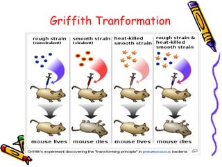Streptococcus pneumoniae mbbs | PPT