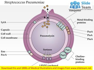 Streptococcus Pneumoniae
ATP-binding cassette
transporter
LytA
Pneumolysin
Capsule
Cell wall
Cell membrane
Eno
PavA
Metal-binding
proteins
Choline-
binding
protiens
LPXTG-anchored
neuraminindase protiens
Hyl
Pspc
PspA
PsaA
PiaA
PiuA
Sortases
 