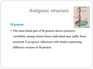 Antigenic structure
M protein
 The most distal part of M protein shows extensive
variability among strains hence individual may suffer from
recurrent S. pyogenes infections with strains expressing
different versions of M protein
 