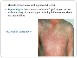  Mediate production of rash e.g. (scarlet fever)
 Superantigens hence massive release of cytokines occur that
leads to variety of clinical signs including inflammation, shock
and organ failure
Fig. Rash in scarlet fever
 