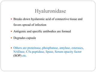 Hyaluronidase
 Breaks down hyaluronic acid of connective tissue and
favors spread of infection
 Antigenic and specific antibodies are formed
 Degrades capsule
 Others are proteinase, phosphatase, amylase, esterases,
NADase, C5a peptidase, lipase, Serum opacity factor
(SOP) etc.
 
