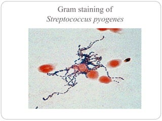 Gram staining of
Streptococcus pyogenes
 