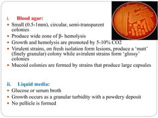 i. Blood agar:
 Small (0.5-1mm), circular, semi-transparent
colonies
 Produce wide zone of β- hemolysis
 Growth and hemolysis are promoted by 5-10% CO2
 Virulent strains, on fresh isolation form lesions, produce a ‘matt’
(finely granular) colony while avirulent strains form ‘glossy’
colonies
 Mucoid colonies are formed by strains that produce large capsules
ii. Liquid media:
 Glucose or serum broth
 Growth occurs as a granular turbidity with a powdery deposit
 No pellicle is formed
 