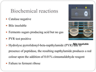 Biochemical reactions
 Catalase negative
 Bile insoluble
 Ferments sugars producing acid but no gas
 PYR test positive
 Hydrolyse pyrrolidonyl-beta-napthylamide (PYR) due to
presence of peptidase, the resulting napthylamide produces a red
colour upon the addition of 0.01% cinnamaldehyde reagent
 Faliure to ferment ribose
Bile insoluble
 