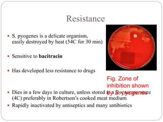 Resistance
 S. pyogenes is a delicate organism,
easily destroyed by heat (54C for 30 min)
 Sensitive to bacitracin
 Has developed less resistance to drugs
 Dies in a few days in culture, unless stored at a low temperature
(4C) preferably in Robertson’s cooked meat medium
 Rapidly inactivated by antiseptics and many antibiotics
Fig. Zone of
inhibition shown
by S. pyogenes
 
