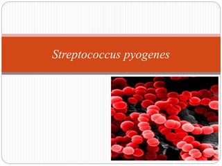 Streptococcus pyogenes
 