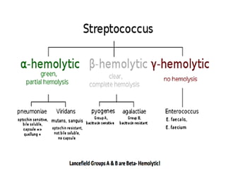 Streptococcus species.pdf