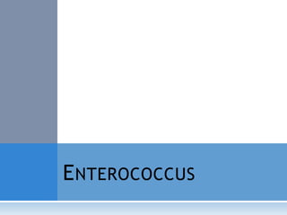 E NTEROCOCCUS

 